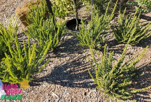 Rows of lush, green plants with spiky leaves, featuring the delicate Acacia 'Little Nugget', flourish in a garden bed covered with wood chips under bright sunlight.