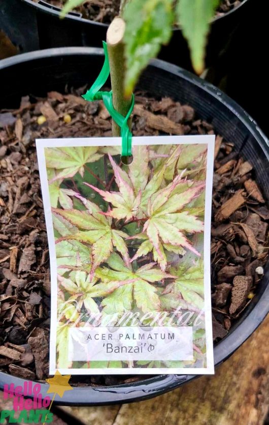 A close-up of the label attached to an Acer 'Kumoi Nishiki' Japanese Maple 8" Pot (Freshly Potted), highlighting its vibrant leaves.