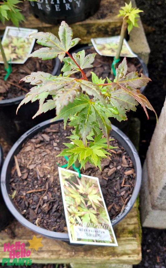 Potted plant labeled "Acer 'Banzai' Japanese Maple 8" Pot (Freshly Potted)" on a wooden surface at a nursery, with droplets glistening on the leaves.