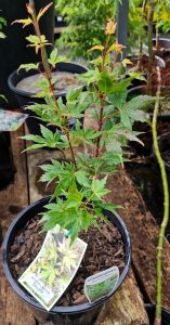 An Acer 'Kumoi Nishiki' Japanese Maple in an 8" pot, showcasing its vibrant green leaves, rests on a wooden surface. A tag with care instructions is affixed to the pot.