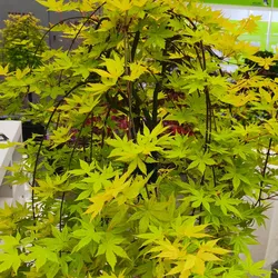 An Acer 'Carl's Autumn Yellow' Weeping Japanese Maple in a 16" pot, featuring vibrant green and yellow foliage, suitable for indoor display.