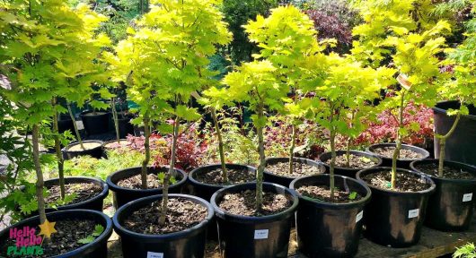 Freshly potted small trees with vibrant green leaves, including the eye-catching Acer 'Golden Full Moon Maple' in a 13" pot, are displayed in rows outside, with additional plants visible in the background.