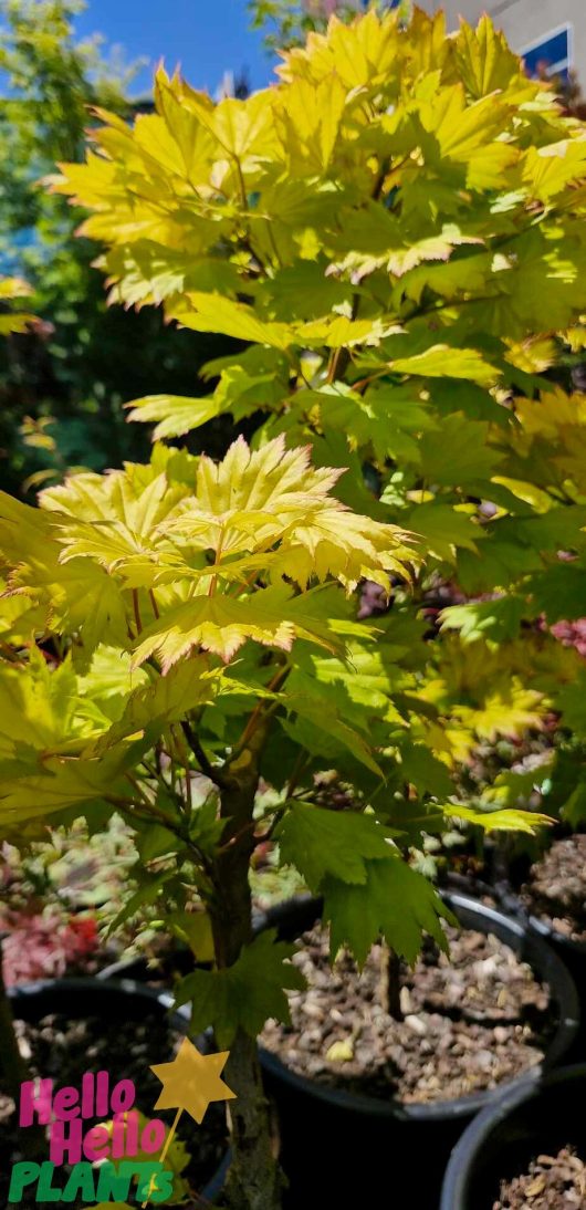 A freshly potted Acer 'Golden Full Moon Maple' with bright green leaves is displayed outdoors, featuring a vibrant "Hello Hello Plants" logo in the bottom left corner.