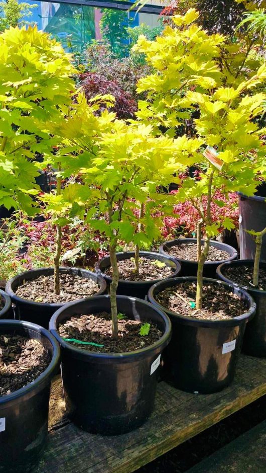 In a nursery, freshly potted saplings like the striking Acer 'Golden Full Moon Maple' in a 13" pot are showcased, with sunlight illuminating their vivid green leaves.