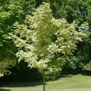 A tree with light green and cream-colored leaves stands on a grassy area, surrounded by darker green trees in the background.