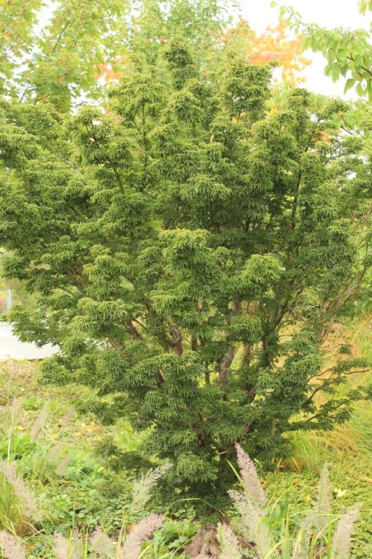 A lush green bush with dense foliage stands elegantly in a garden setting, its vibrant leaves reminiscent of the Acer 'Shishigashira' Japanese Maple 8" Pot (Freshly Potted).