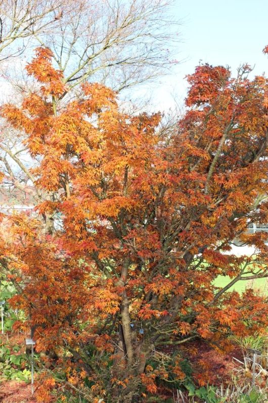 Tree with vibrant autumn foliage in shades of orange and red, set in a garden with some visible grass and shrubs.