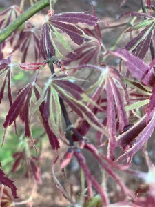 Close-up of Acer 'Nicholsonii' Japanese Maple in an 8" pot, showcasing its red and green leaves with distinct, elongated lobes.