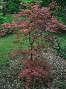 An Acer 'Geisha Gone Wild' Japanese Maple, featuring vibrant red leaves, stands in a garden surrounded by lush green foliage.