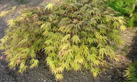 With its light green, finely serrated leaves, the Acer 'Kihachijo' Japanese Maple in an 8" pot thrives gracefully on gravelly soil.