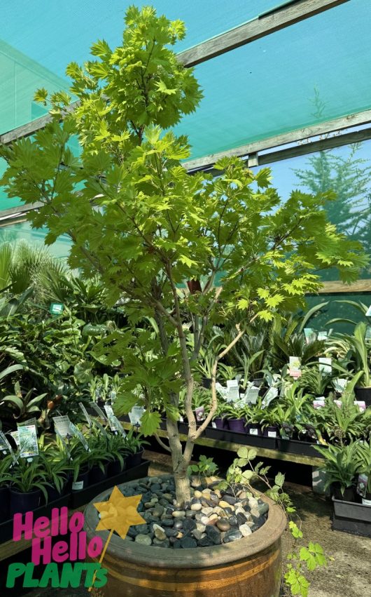 An Acer 'Golden Full Moon Maple' in an 8" pot, noted for its vibrant green leaves, is elegantly placed among smaller plants in the greenhouse.