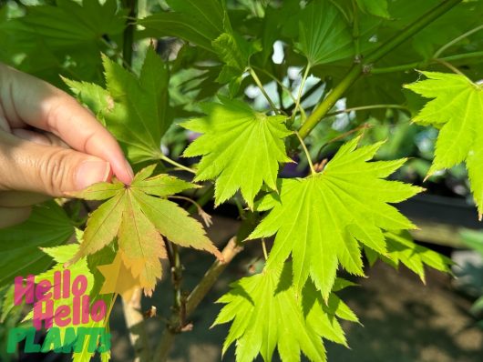 A hand holds a serrated maple leaf, distinct among the bright green leaves encircling it. Subtle hints of Acer 'Golden Full Moon Maple' 8" Pot (Freshly Potted) peek through. Text reads, "Hello Hello Plants.