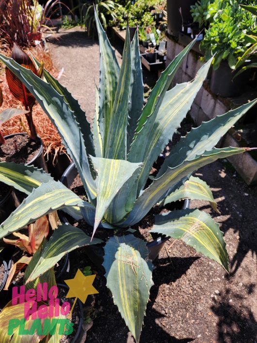 A large Agave 'Variegated Century Plant' in a 24" pot, featuring sharp, pointed leaves and striking stripes, thrives in an outdoor garden alongside other potted plants.