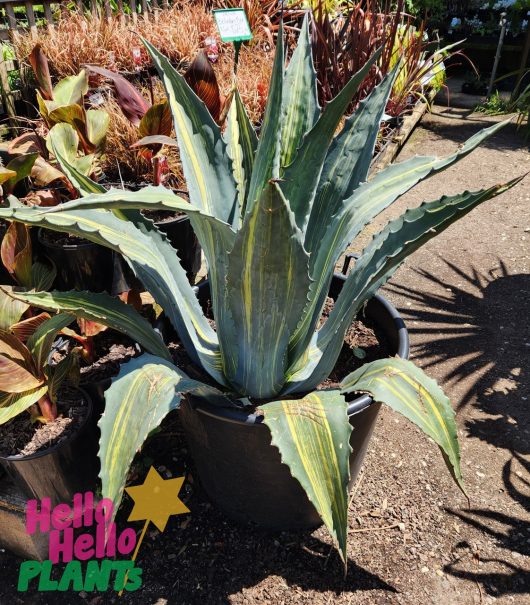 The Agave 'Variegated Century Plant' in a black 24" pot stands out with its striking foliage among a wide variety of other plants at the garden center.