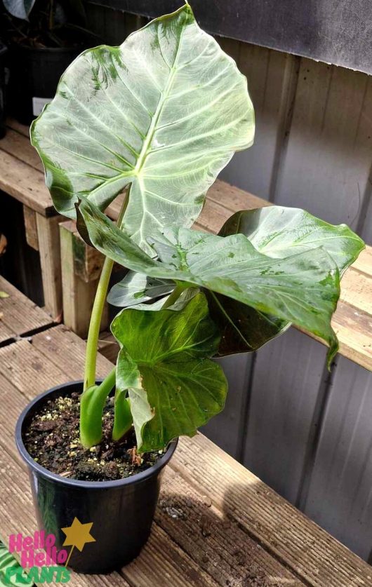 An Alocasia 'Mixed Varieties' 7" Pot, known for its large leaves, is elegantly situated on a wooden surface indoors.