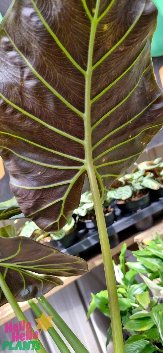 A close-up of a large, dark green leaf from the Alocasia 'Mixed Varieties' 7" Pot, featuring prominent yellow veins that highlight its intricate texture, while other plants fade into a blur in the background.