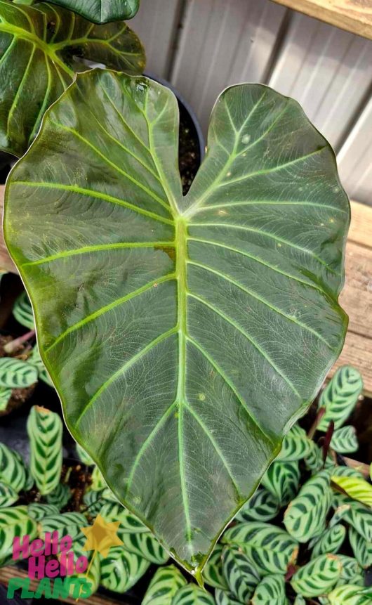 A detailed view of a large, green, heart-shaped leaf from the Alocasia 'Mixed Varieties' 7" Pot, highlighting its prominent veins. In the background, a hint of another leaf and wood subtly enhance this composition.