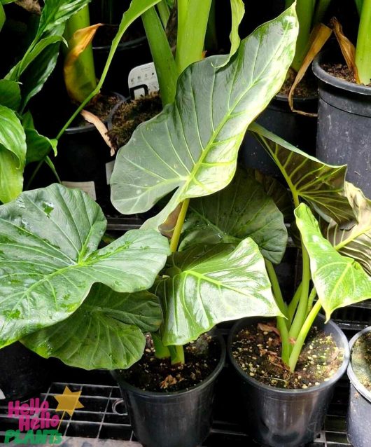 Three Alocasia 'Mixed Varieties' plants in 7" pots, featuring broad, green leaves, are displayed on a shelf.