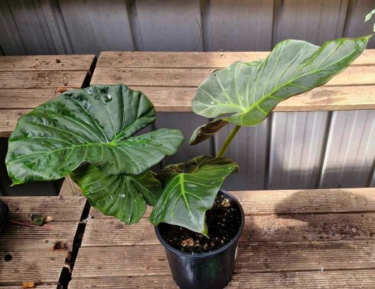 An Alocasia 'Mixed Varieties' 7" Pot, featuring large green leaves, gracefully sits on wooden steps near a metal wall.