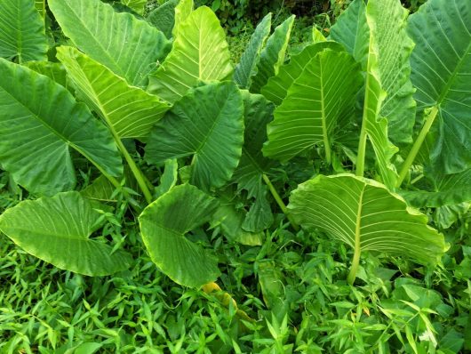 The Alocasia 'Mixed Varieties' in a 7" pot boasts large green tropical leaves with distinct veins, complemented by a lush display of smaller foliage from various mixed varieties.