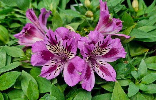 Purple and white flowers with elongated petals and speckled patterns are surrounded by green leaves.