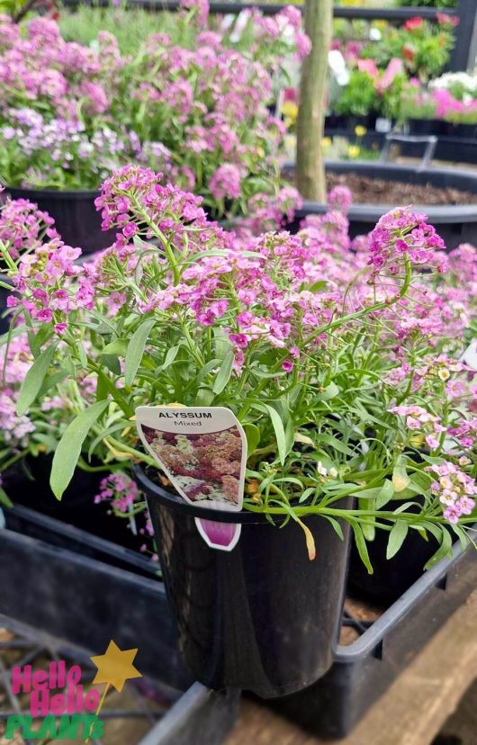 Lobularia 'Purple' Sweet Alyssum in 6" pots are showcased alongside a variety of greenery, with the delicate White Sweet Alyssum adding an elegant contrast in the background.