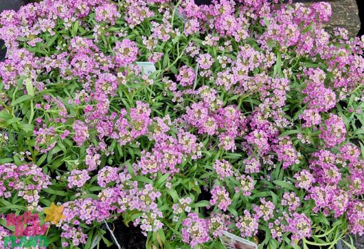 A dense cluster of small pink and white Lobularia 'Purple' Sweet Alyssum flowers mingles with green leaves, showcased outdoors in a 6" pot.