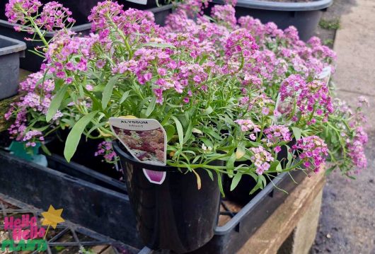 Lobularia 'Purple' Sweet Alyssum plants in 6-inch pots, with their delicate purple blooms, adorn a wooden table outdoors, creating a charming floral display.