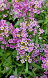 Close-up of small pink flowers mingling with clusters of Lobularia 'Purple' Sweet Alyssum 6" Pot against a backdrop of lush green leaves.