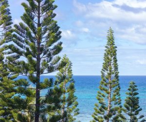 Tall evergreen pine trees with a backdrop of clear blue ocean and sky.