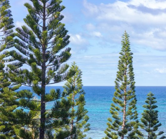 Tall evergreen pine trees with a backdrop of clear blue ocean and sky.