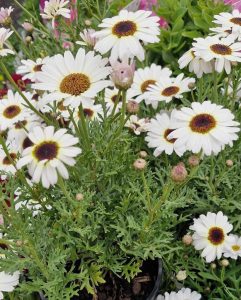 A cluster of white daisies with yellow and brown centers, surrounded by green foliage.