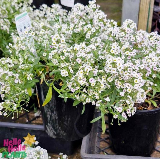 The Lobularia 'White' Sweet Alyssum in a 6" pot exhibits vibrant green foliage, elegantly arranged on trays at a garden center.