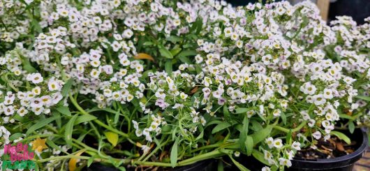 Clusters of small Lobularia 'White' Sweet Alyssum, their delicate white flowers nestled among lush green leaves, fill the image.