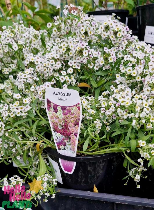 Lobularia 'White' Sweet Alyssum in a 6" pot blooms vibrantly, with a label showcasing their beauty.