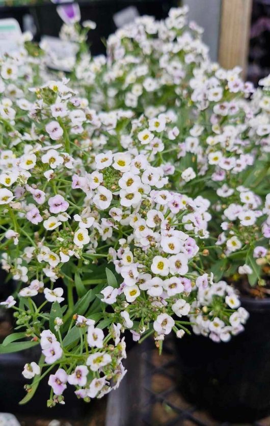 Close-up of Lobularia 'White' Sweet Alyssum flowers with lush green foliage in a charming 6" pot setting.