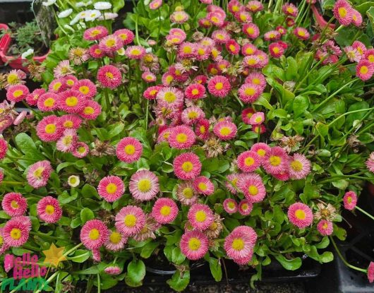 The Bellis 'English/Common' Daisy 4" pots feature red and yellow flowers with green leaves, densely arranged to create a lush garden setting.