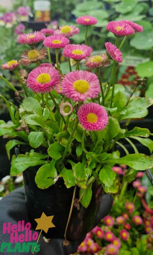 A 4" pot of Bellis 'English/Common' Daisy featuring small, pink daisy-like flowers with yellow centers, surrounded by vibrant green leaves.