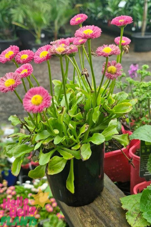 A Bellis 'English/Common' Daisy in a 4" pot, showcasing vibrant pink daisy-like flowers and lush green leaves, elegantly arranged on a wooden surface.