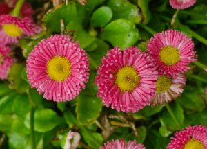 Close-up of Bellis 'English/Common' Daisy 4" Pot (Copy) showcasing pink flowers with yellow centers, surrounded by lush green leaves.