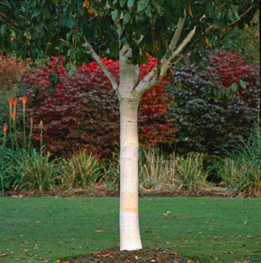 A Betula 'Korean Birch' in a 16" pot, characterized by its pale trunk, is set on a grassy lawn with the backdrop of red-leaved bushes.