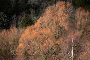 The Betula 'Korean Birch', grown in a 16" pot, showcases its bare reddish-brown branches against the dark green forest foliage, emphasizing its subtle elegance.