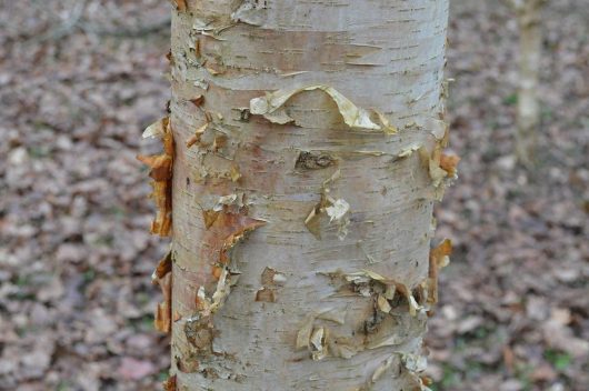 Close-up of a Betula 'Korean Birch' tree trunk with peeling bark, unveiling a light-colored surface underneath, set against a blurred background of fallen leaves.