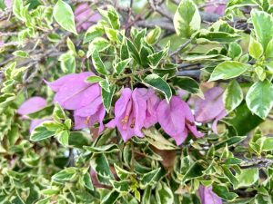 Variegated green leaves with purple bougainvillea flowers in bloom.