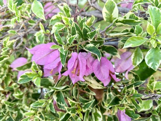 Variegated green leaves with purple bougainvillea flowers in bloom.