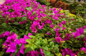 A vibrant cluster of pink bougainvillea flowers with green leaves, surrounded by other plants in a garden setting.