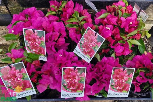 6" pots of the beautiful Bougainvillea 'Vera Blakeman' adorn the labels in a vibrant garden center display.