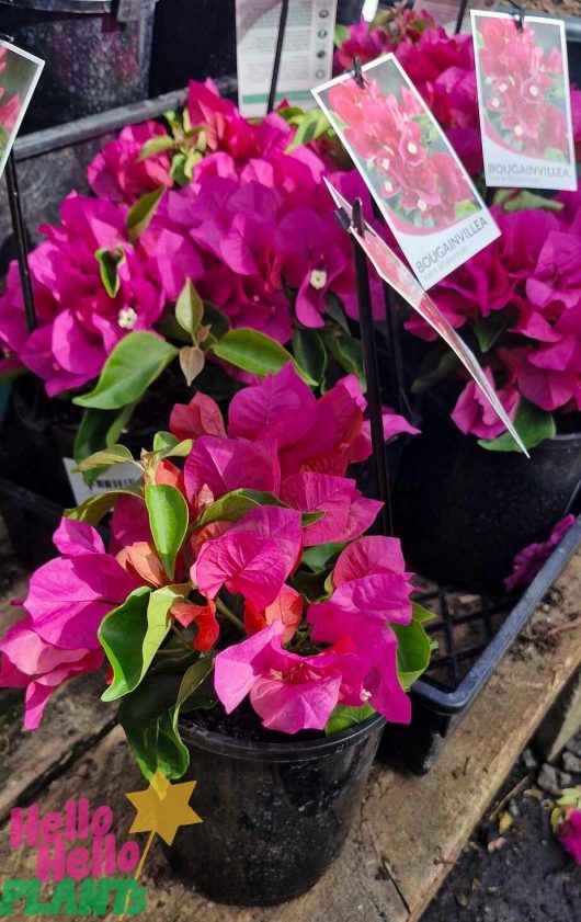 Pots containing the vibrant Bougainvillea 'Vera Blakeman,' each with a label showcasing the plant's image and name, are on display.