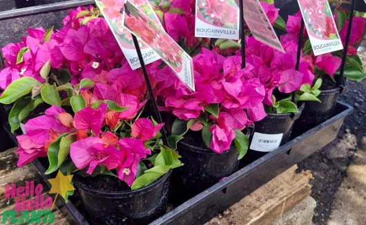 The Bougainvillea 'Vera Blakeman' in a 6" pot, showcasing vibrant pink flowers, is elegantly displayed for sale with labels attached.