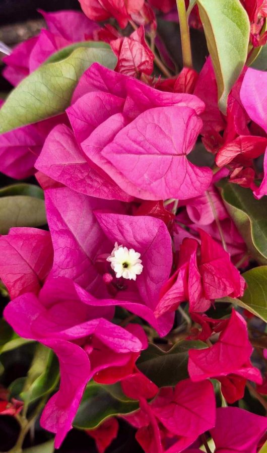 A close-up of the vibrant Bougainvillea 'Vera Blakeman' in a 6" pot, showcasing its striking pink flowers with small white centers, surrounded by lush green foliage.